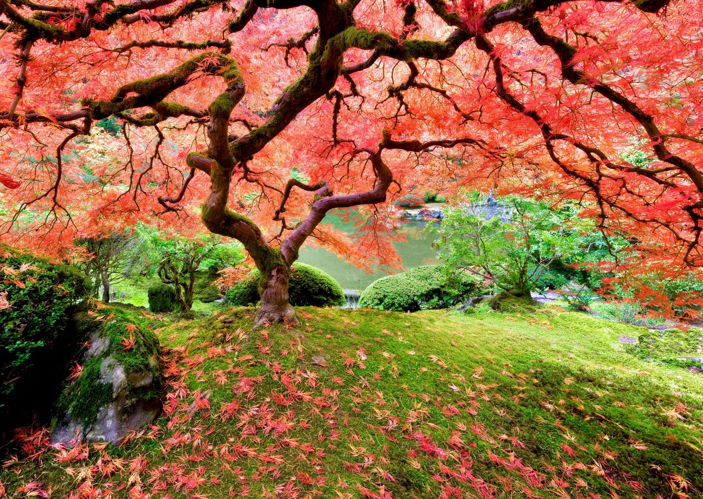 PETER PAUPER PRESS Japanese Maple Tree 1000 Piece Jigsaw Puzzle by Peter Pauper Press