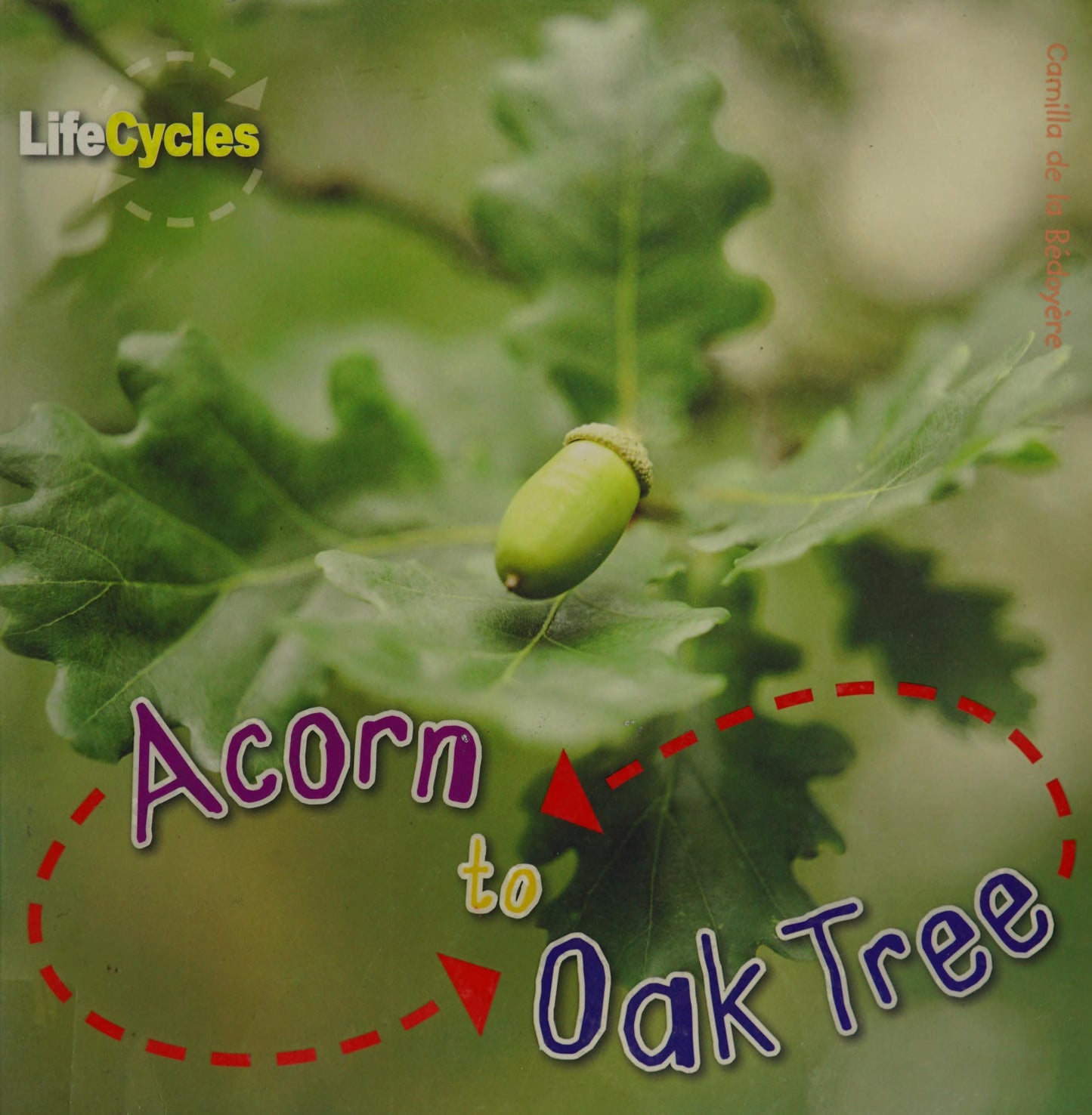Acorn to Oak Tree by Camilla De la BÃƒÂ©doyÃƒÂ¨re