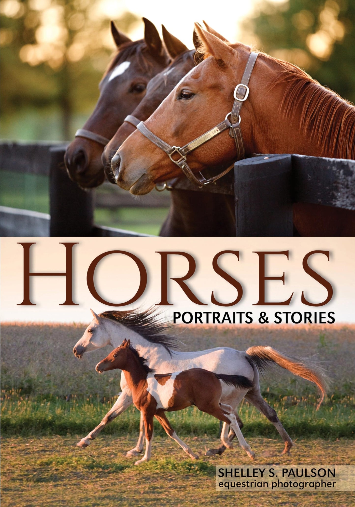 Horses A Visual Essay by Shelley Paulson
