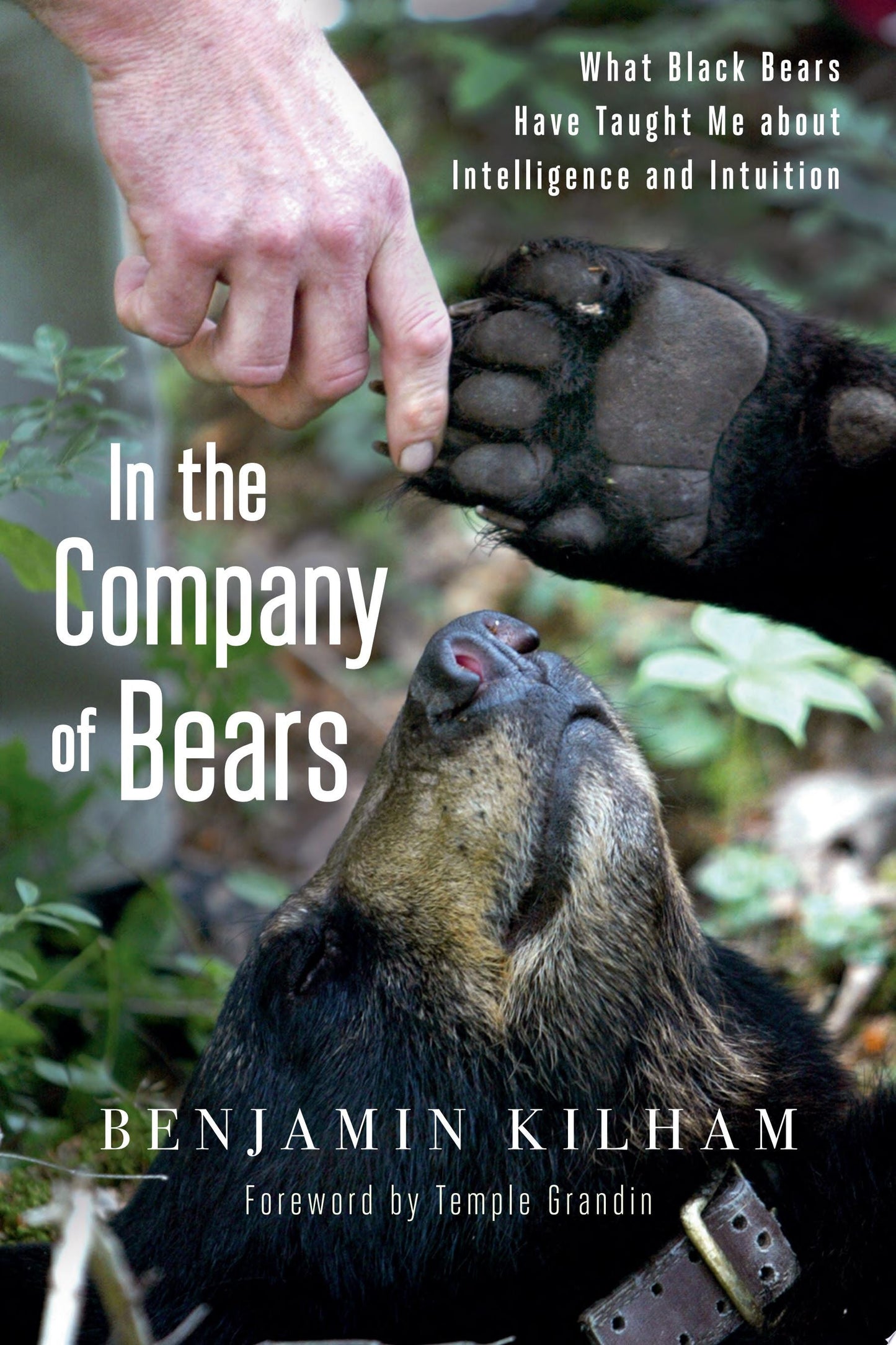 In the Company of Bears What Black Bears Have Taught Me about Intelligence and Intuition by Benjamin Kilham