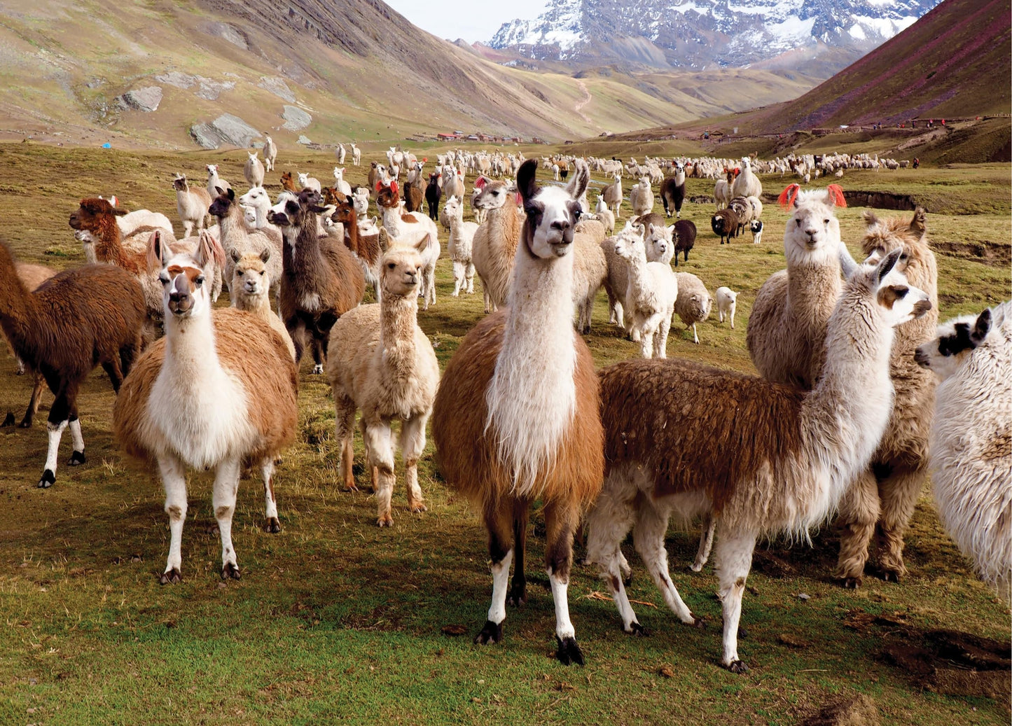 Peter Pauper Press Llamas 1,000 Piece Jigsaw Puzzle by Inc. Peter Pauper Press