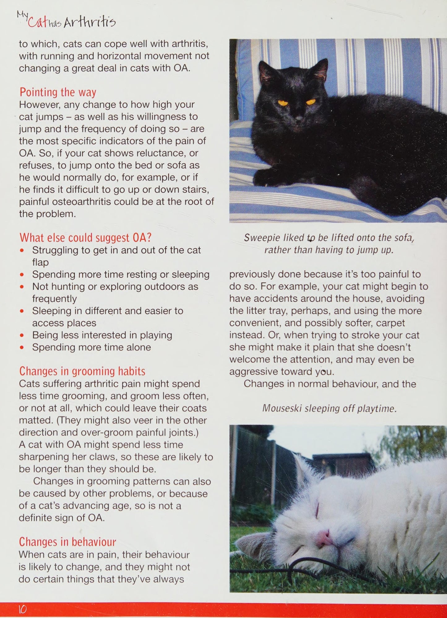My Cat has Arthritis...but lives life to the fullest! A practical guide for owners by Gill Carrick